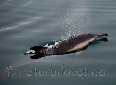 BB 11 0020 / Delphinus delphis / Gulflankedelfin